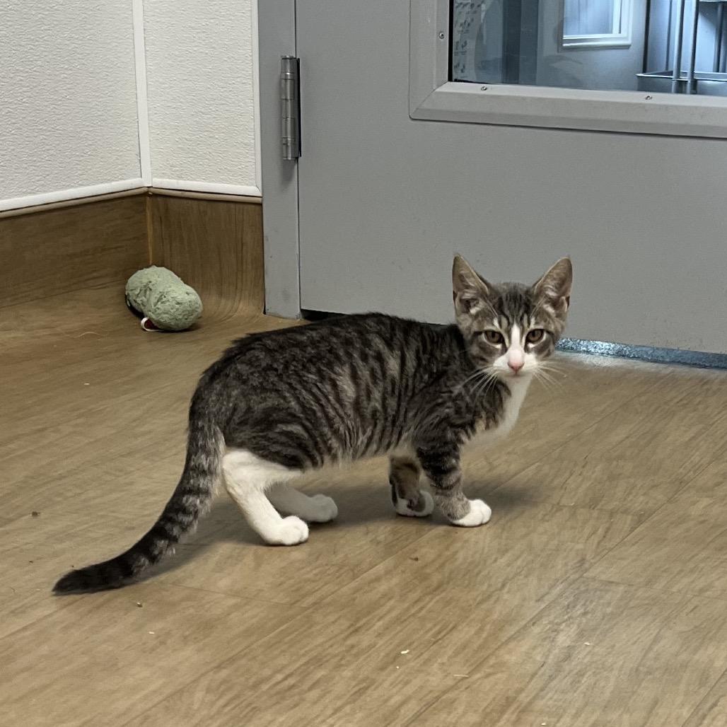 Enlarge Skye, a Adoptable Domestic Short Hair in Oneonta, NY image 6/6