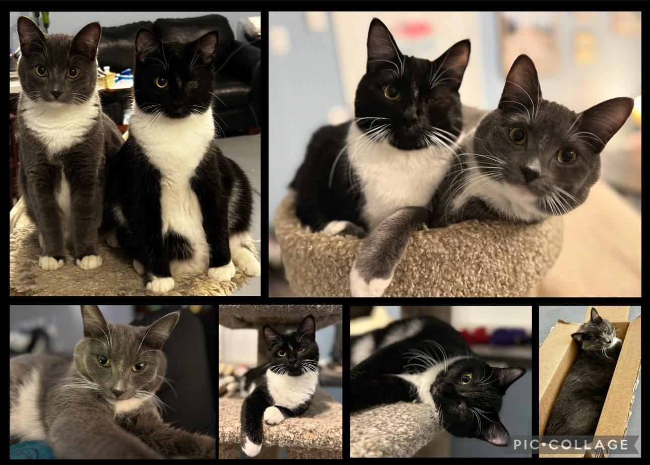 Squid & Marlin - Bonded Brothers