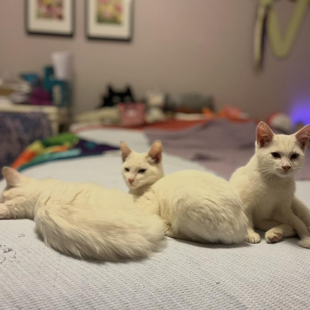 Cozy, Adoptable, Young Male Domestic Medium Hair.