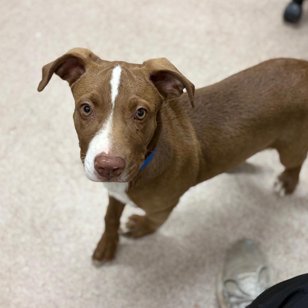 Colby, Adoptable, Puppy Male Mixed Breed & Pit Bull Terrier.