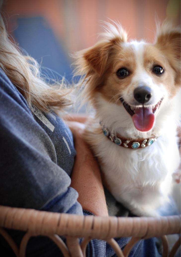 Kirby, a ADOPTABLE mixed breed in Oakland, CA image 1/6