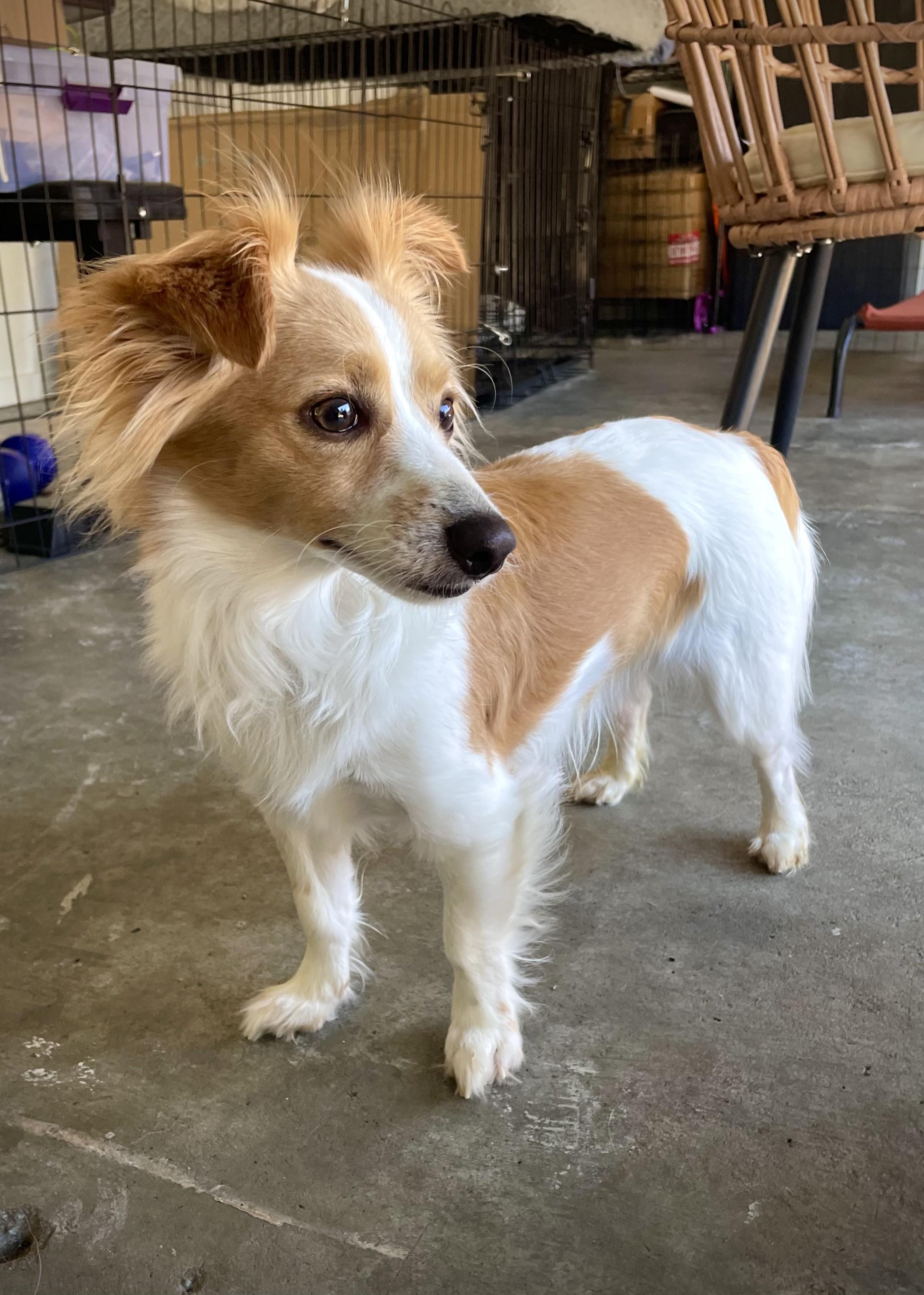 Kirby, a ADOPTABLE mixed breed in Oakland, CA image 4/6