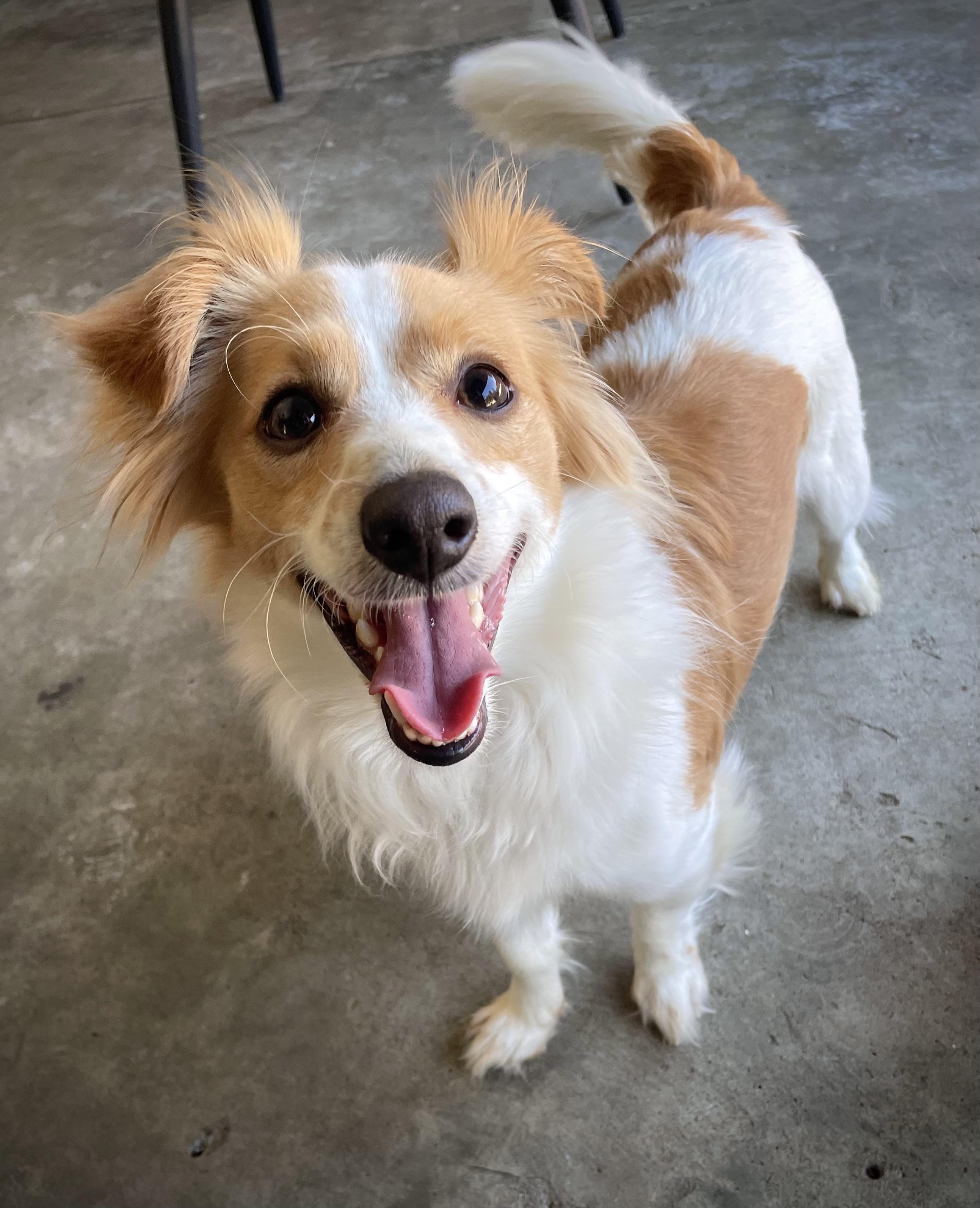 Kirby, a ADOPTABLE mixed breed in Oakland, CA image 3/6