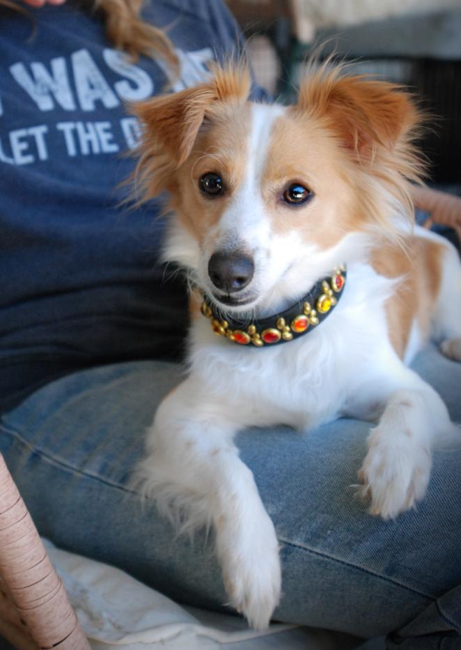 Kirby, a ADOPTABLE mixed breed in Oakland, CA image 2/6