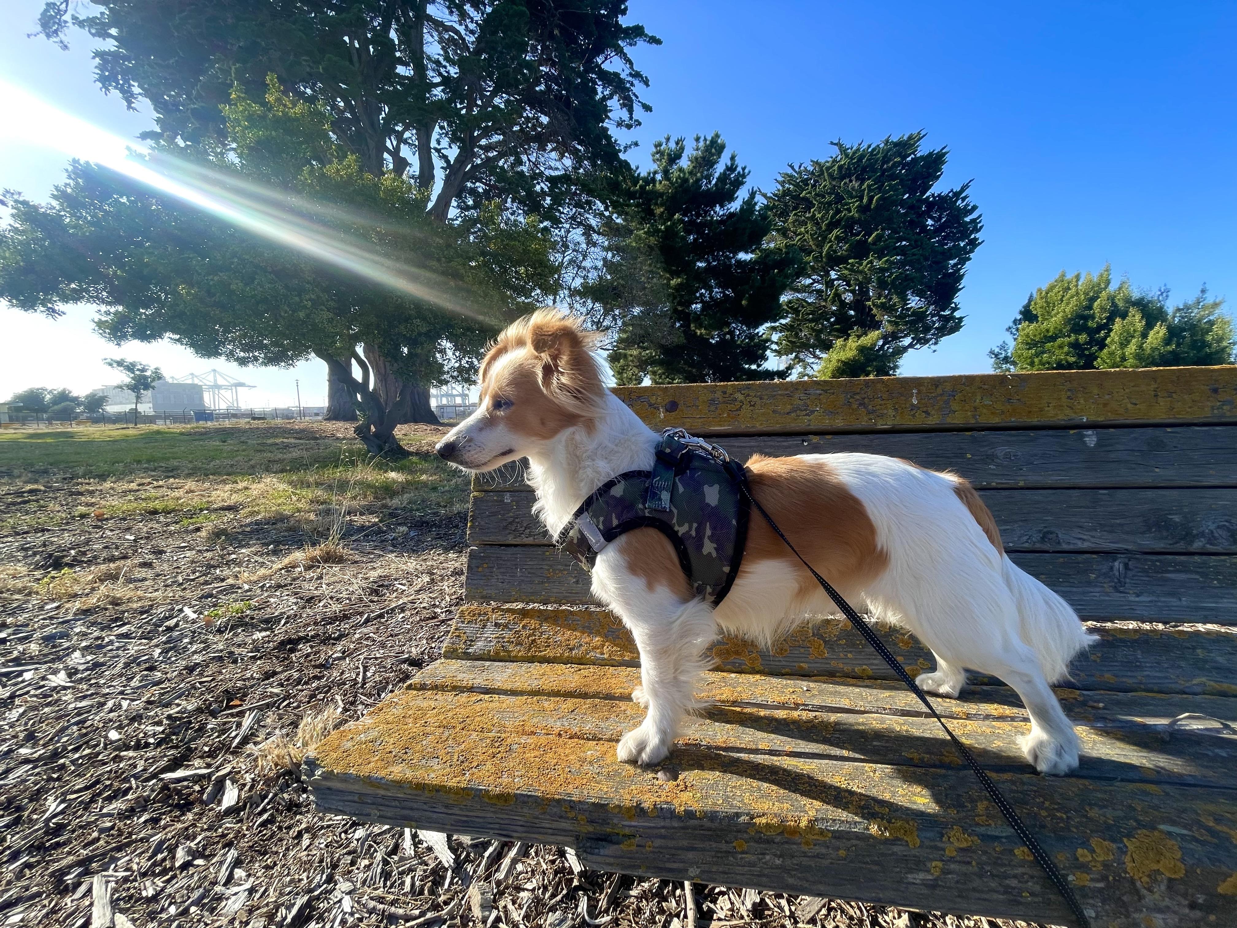 Kirby, a ADOPTABLE mixed breed in Oakland, CA image 5/6