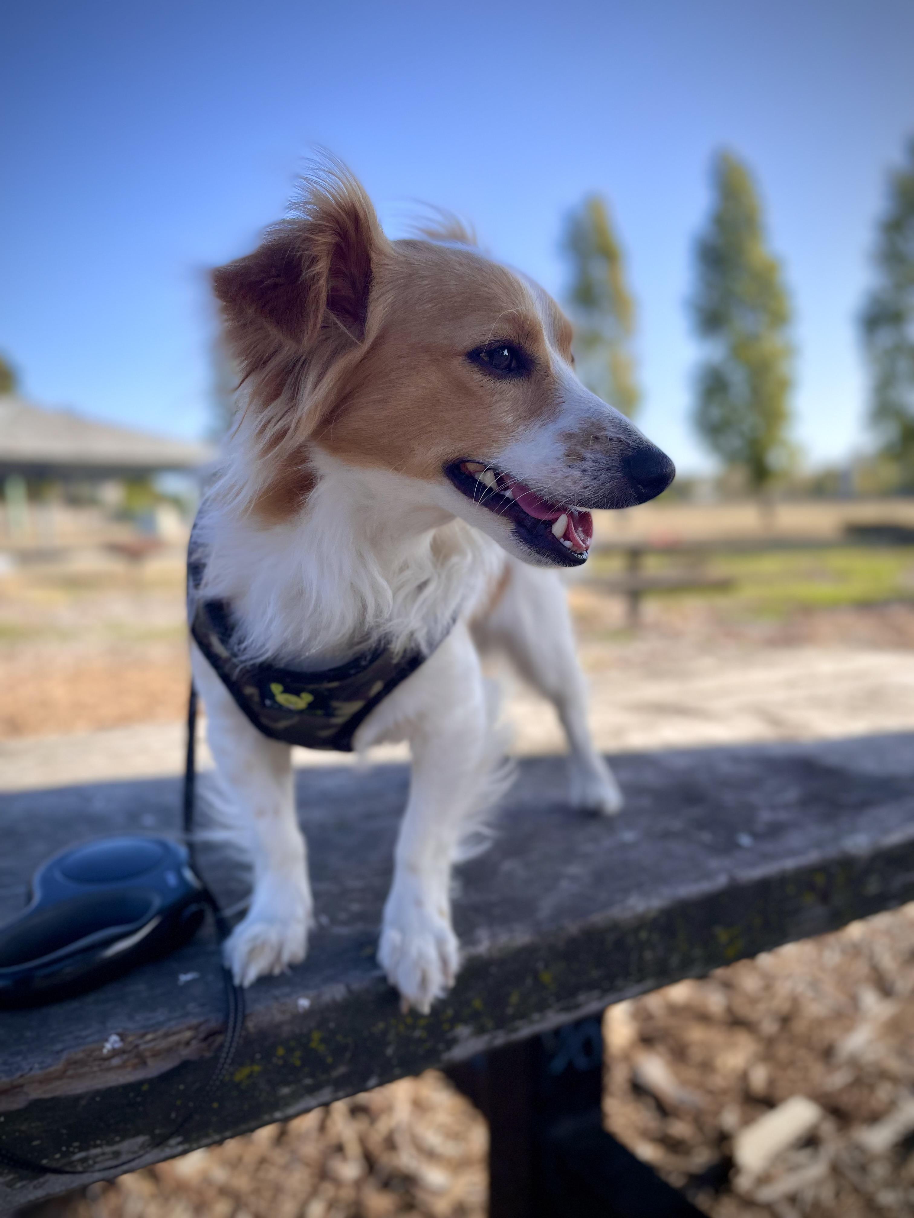 Kirby, a ADOPTABLE mixed breed in Oakland, CA image 6/6