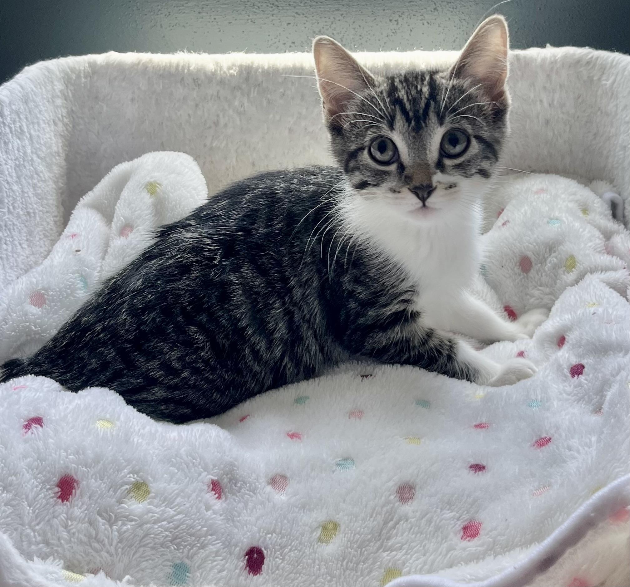 Rowan, a ADOPTABLE Domestic Short Hair in Mount Juliet, TN image 3/5