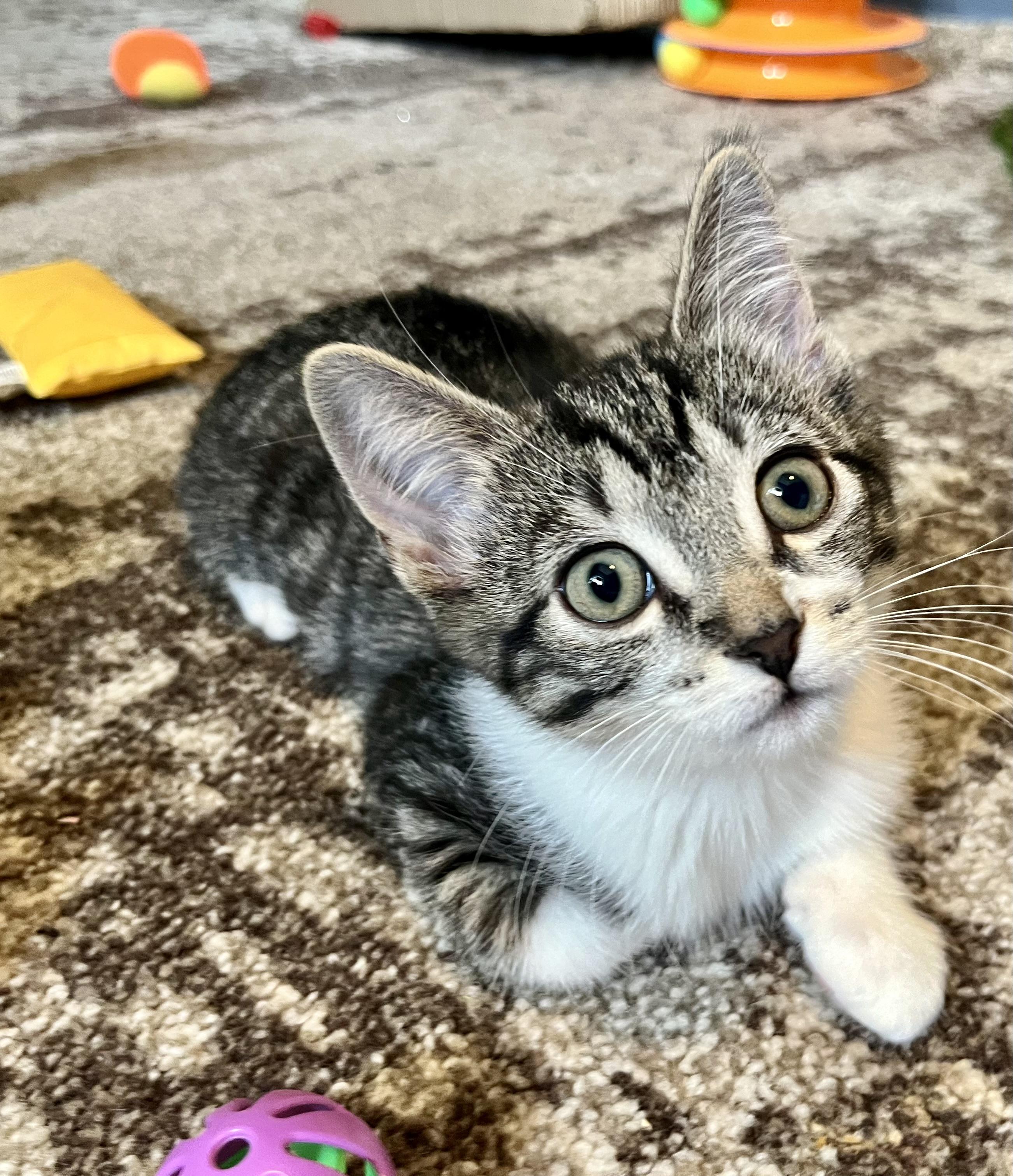Rowan, a ADOPTABLE Domestic Short Hair in Mount Juliet, TN image 4/5