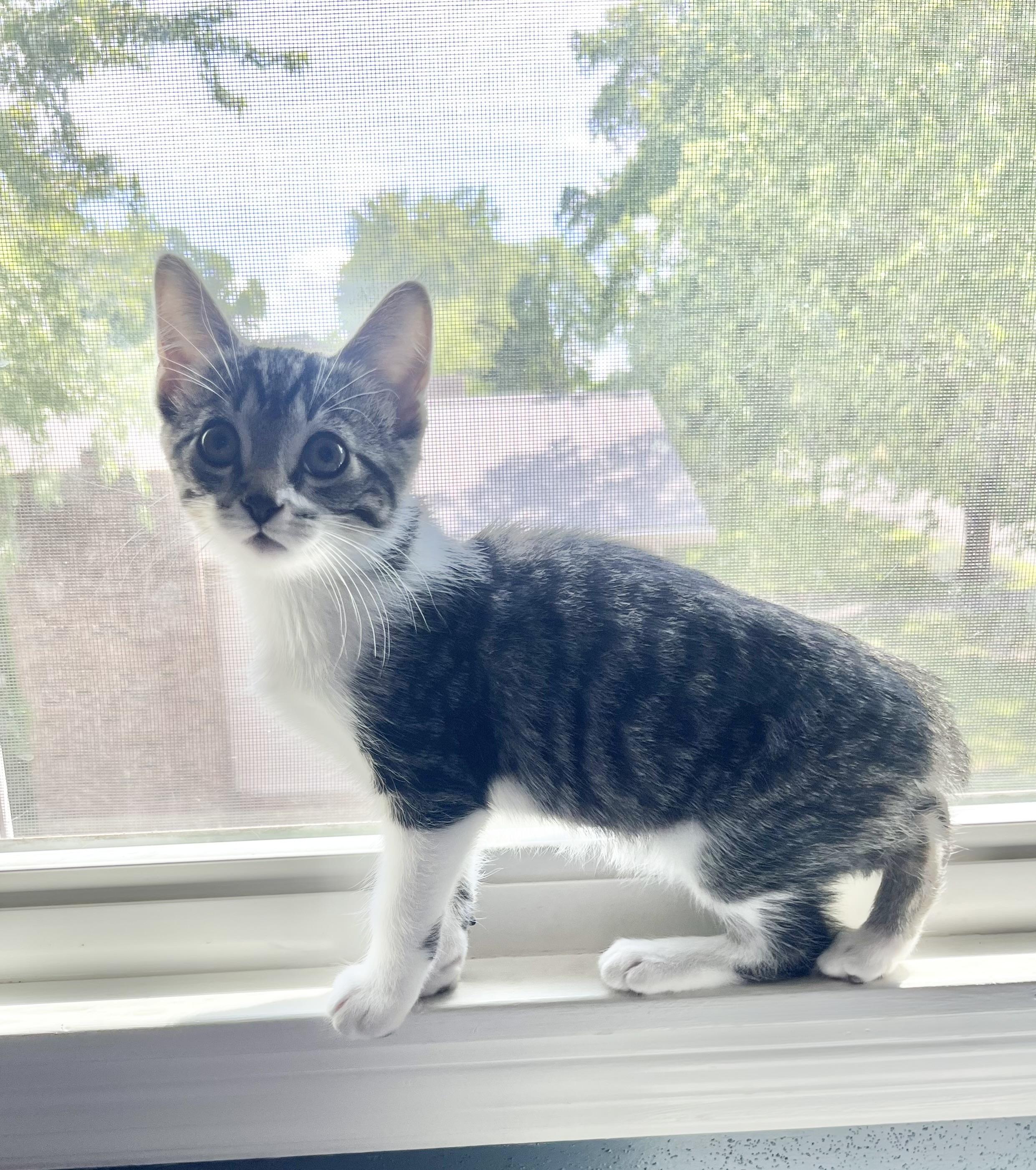 Rowan, a ADOPTABLE Domestic Short Hair in Mount Juliet, TN image 1/5