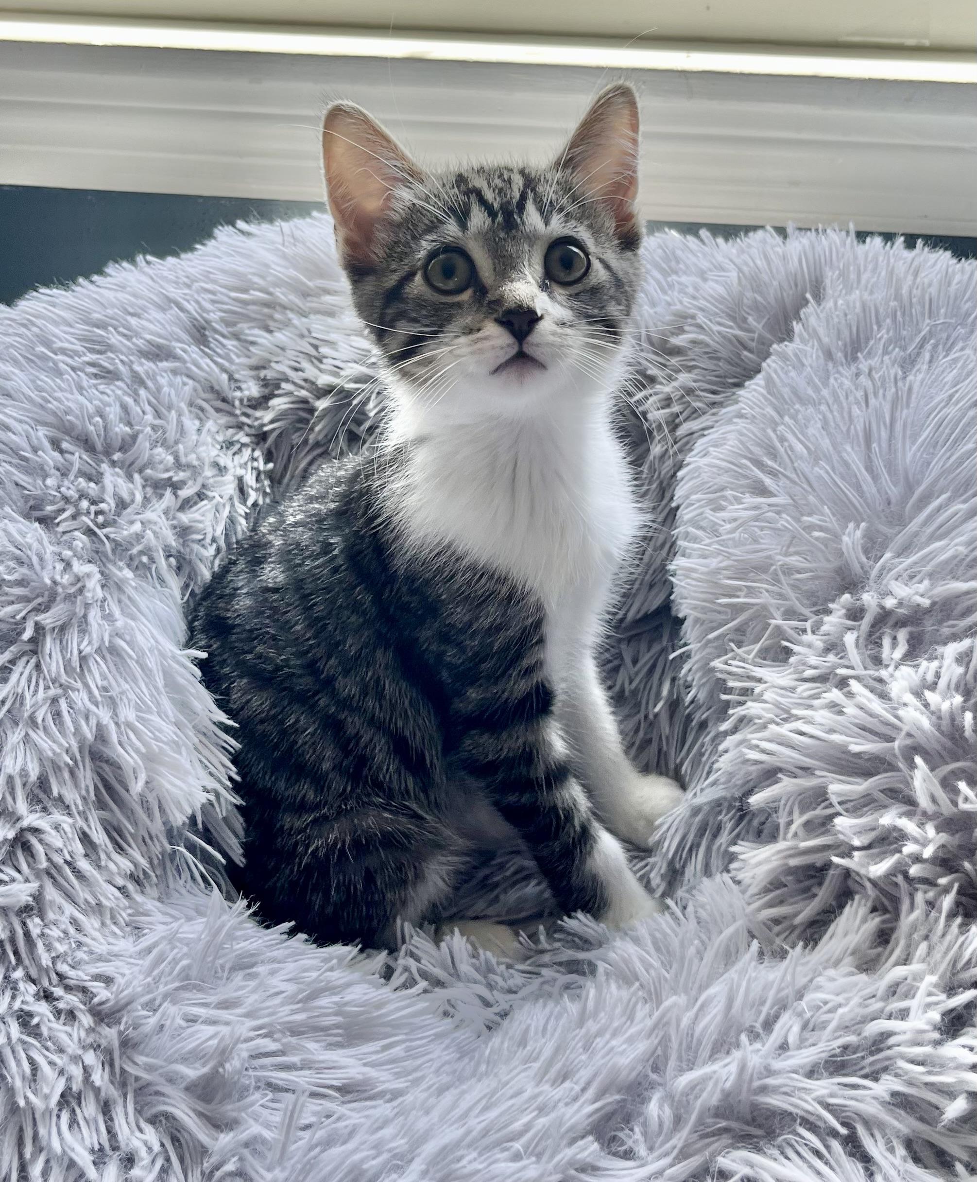 Rowan, a ADOPTABLE Domestic Short Hair in Mount Juliet, TN image 2/5