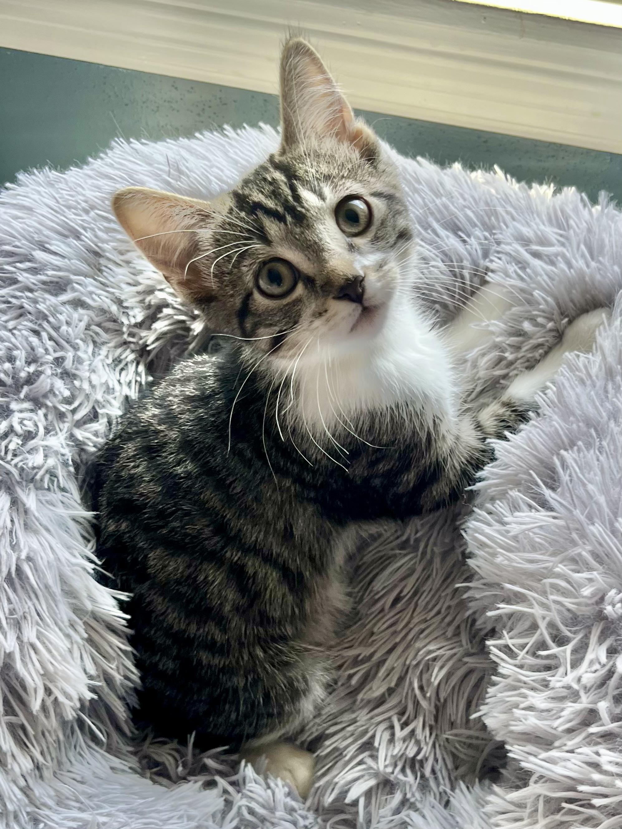 Rowan, a ADOPTABLE Domestic Short Hair in Mount Juliet, TN image 5/5