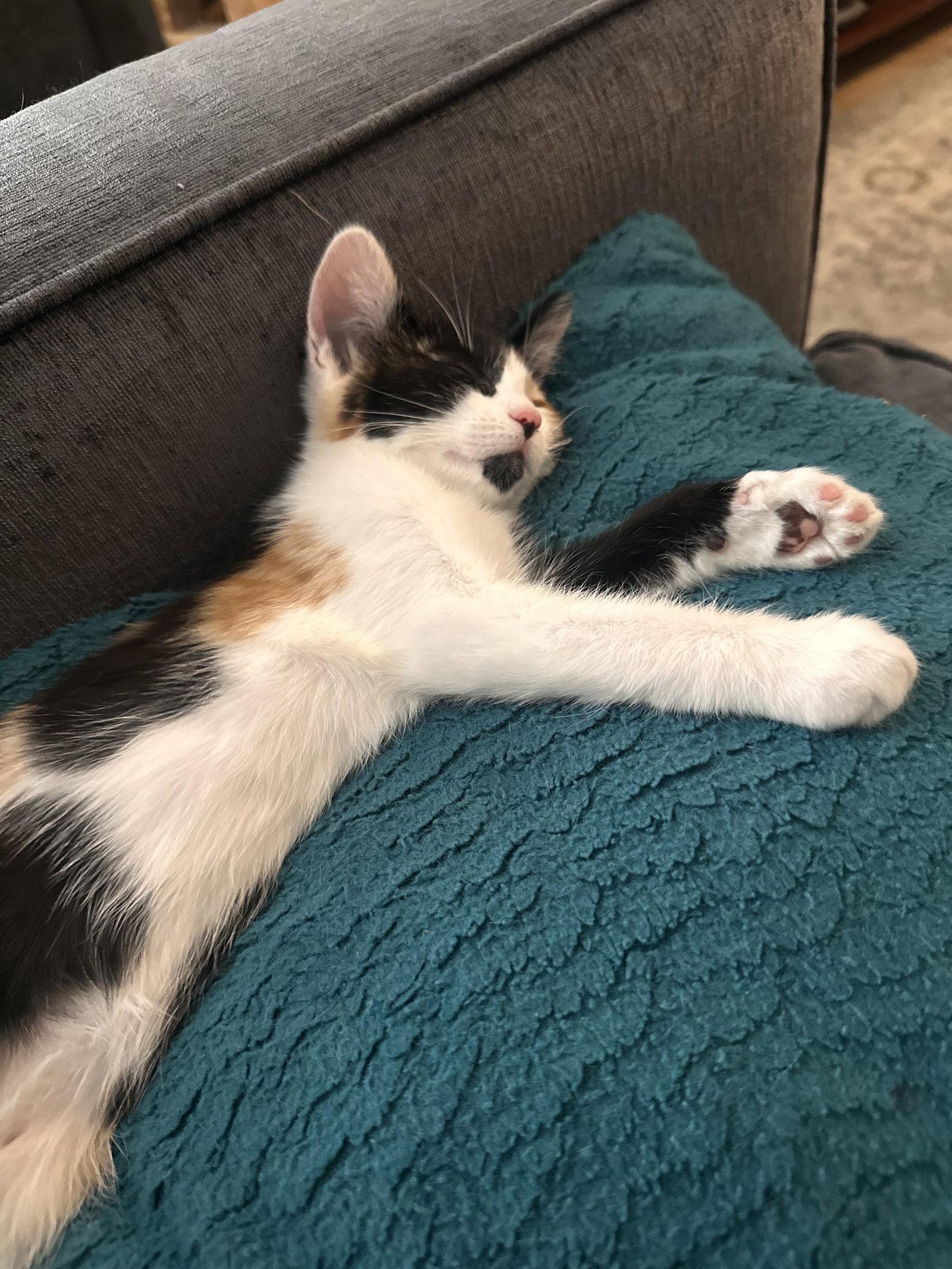 Rue ( Nicole), Adoptable, Young Female Calico.