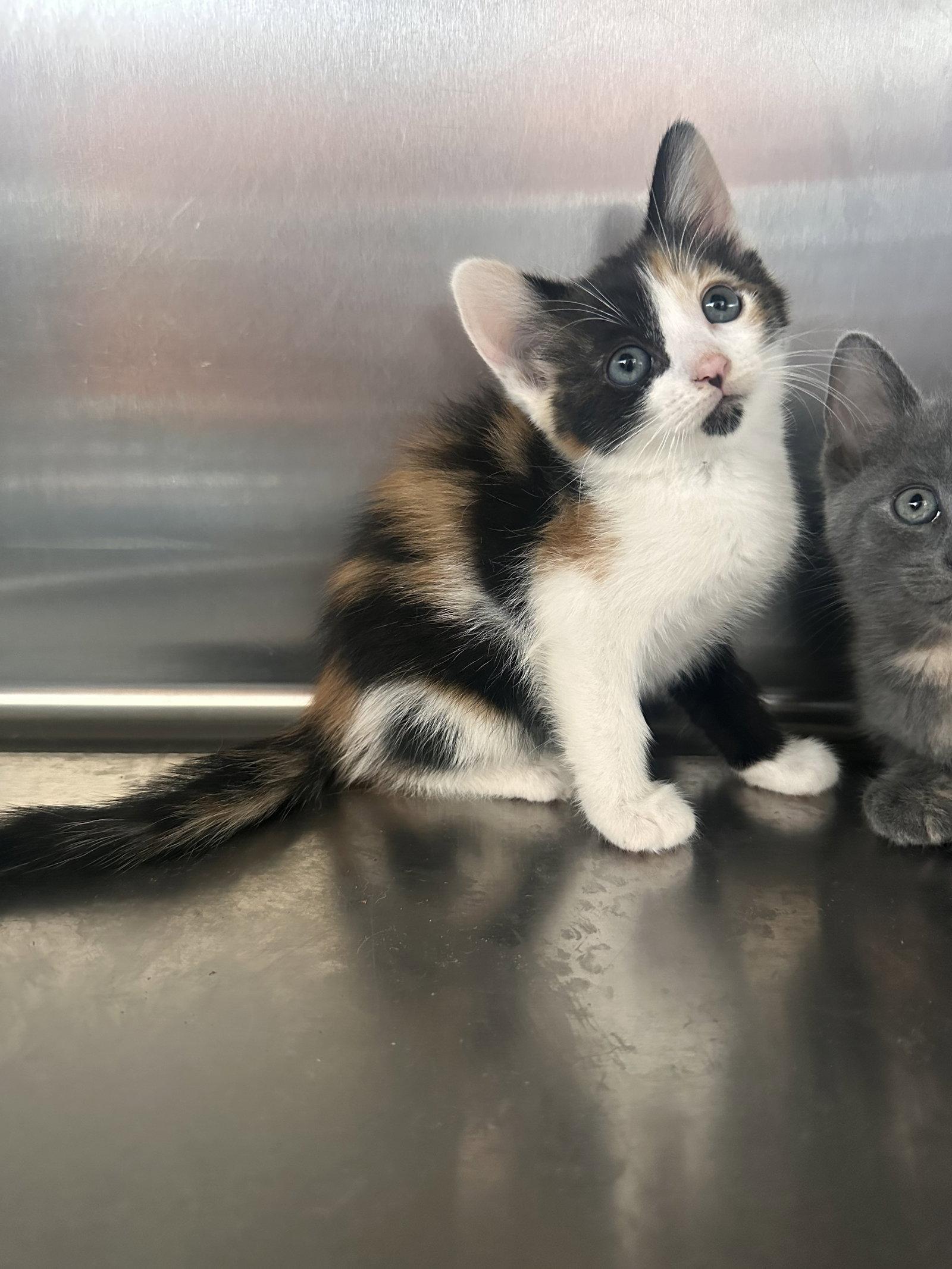 Rue ( Nicole), a Adoptable Calico in Vallejo, CA image 2/3