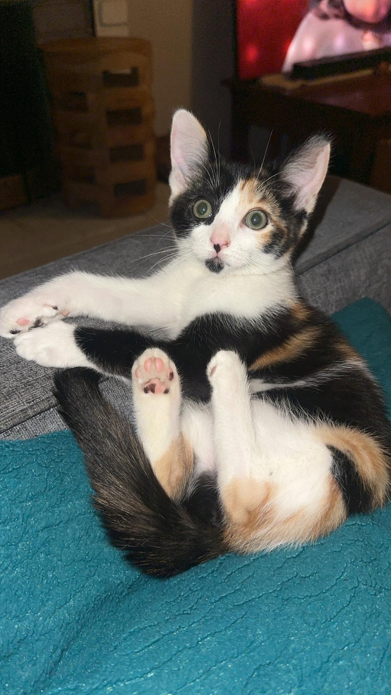 Rue ( Nicole), a Adoptable Calico in Vallejo, CA image 3/3
