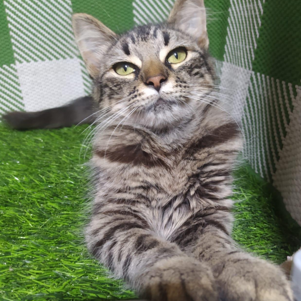 Luna, a ADOPTABLE mixed breed in San Diego, CA image 2/5