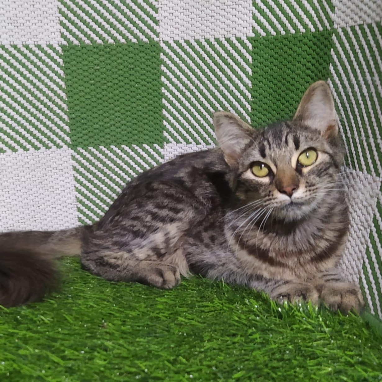 Luna, a ADOPTABLE mixed breed in San Diego, CA image 3/5