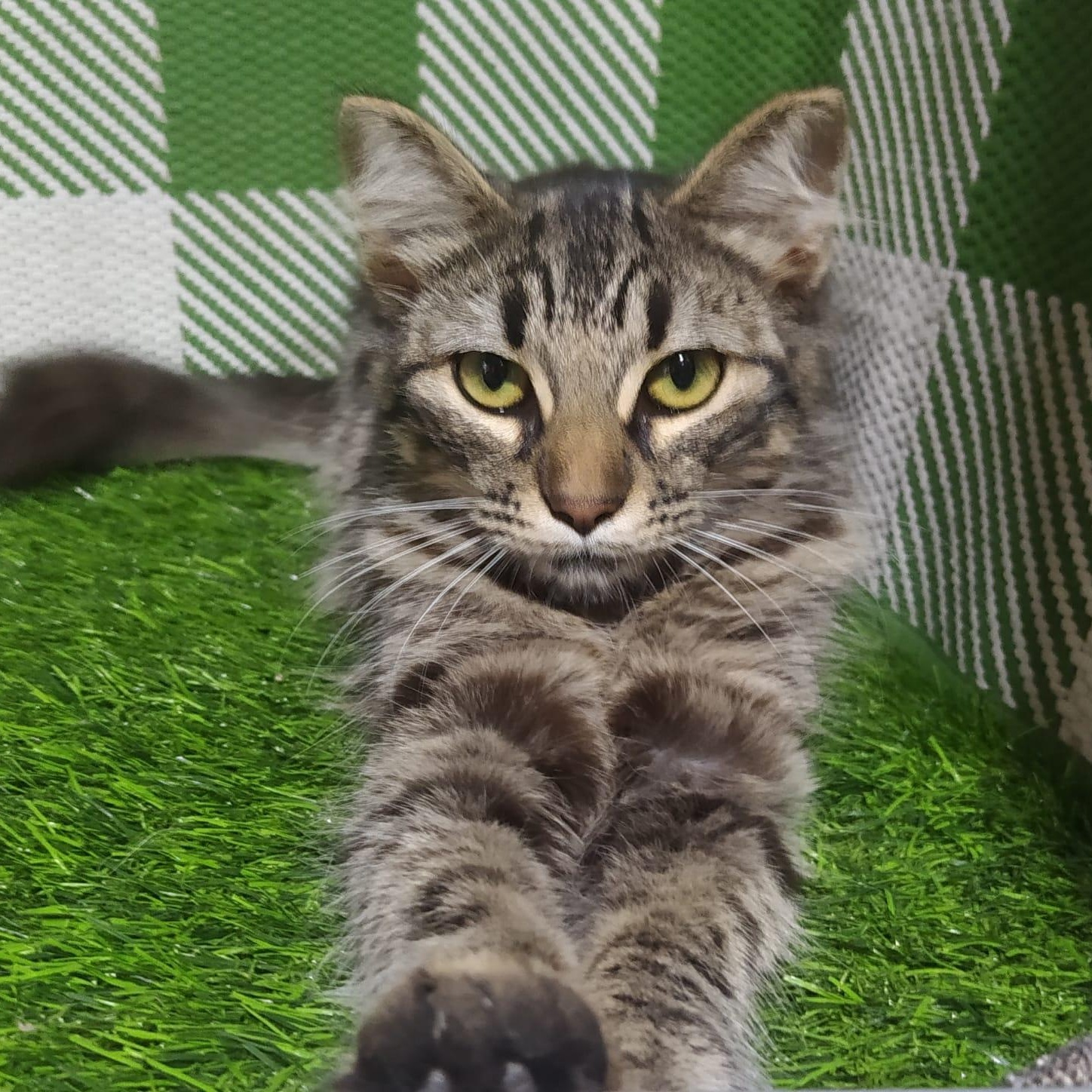 Luna, a ADOPTABLE mixed breed in San Diego, CA image 4/5