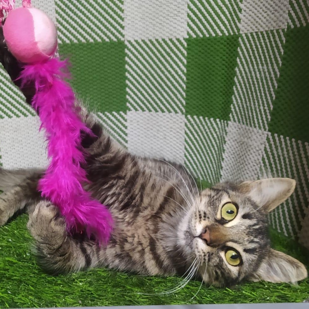 Luna, a ADOPTABLE mixed breed in San Diego, CA image 5/5