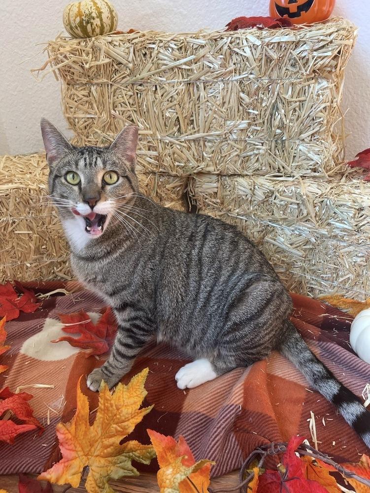 Maui — thumbnail 2