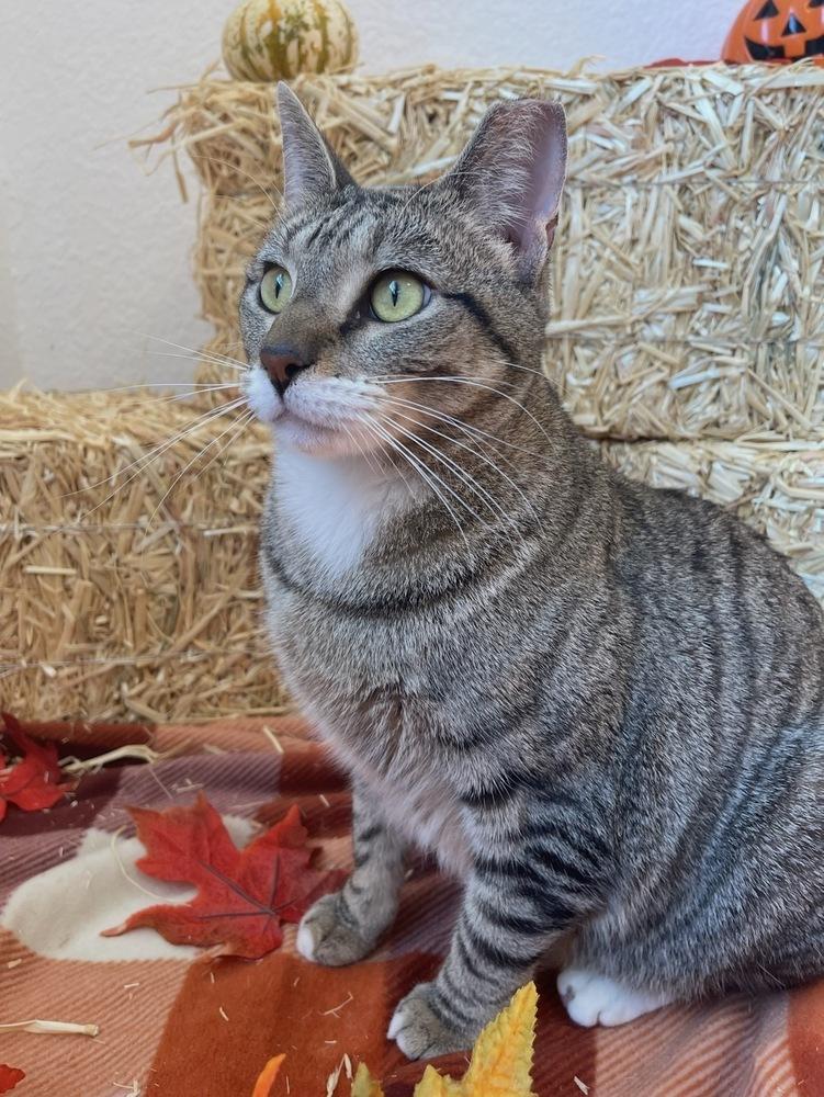 Maui — thumbnail 6