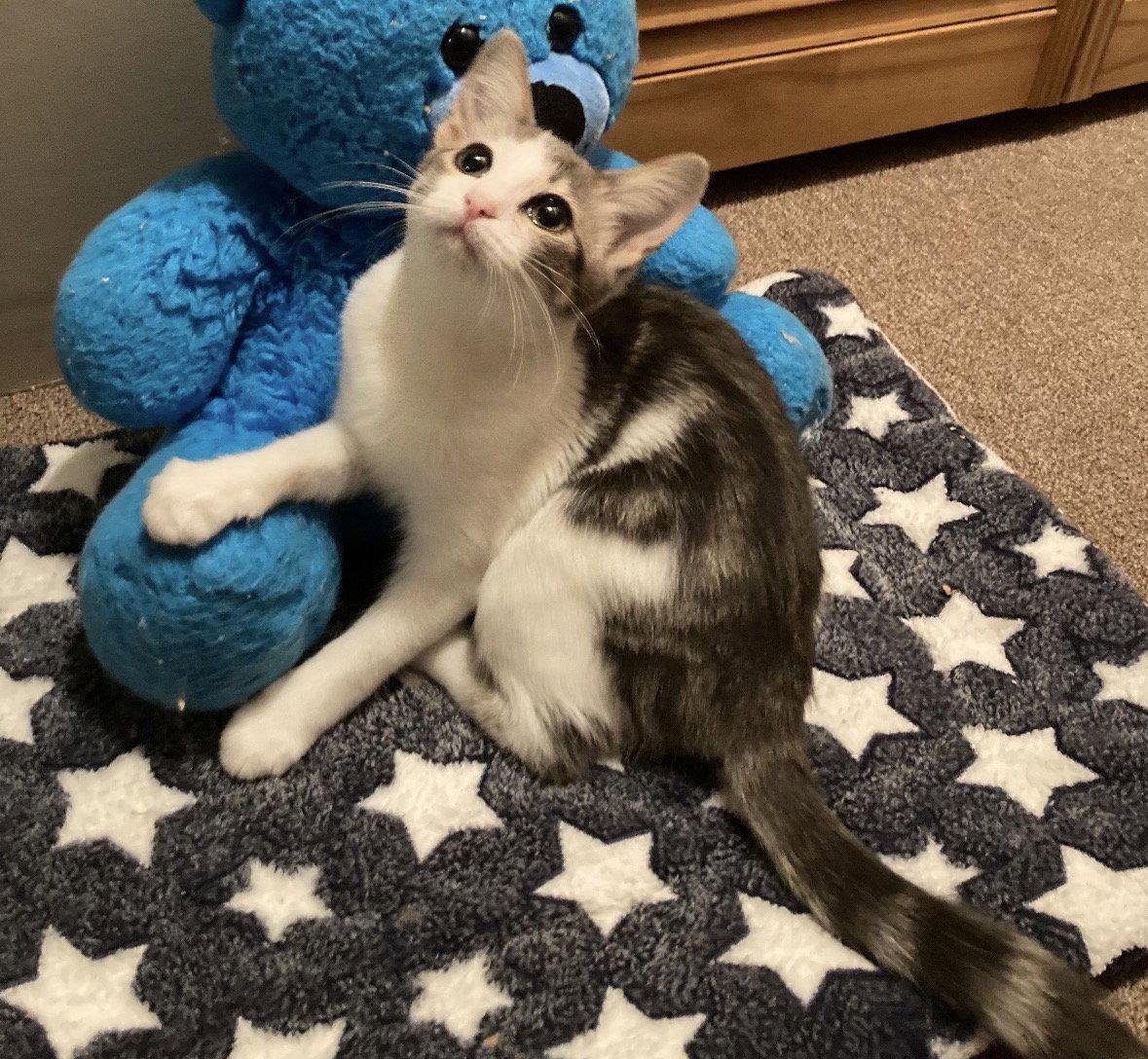 Enlarge Silver, a Adoptable Tabby in Cuyahoga Falls, OH image 1/3