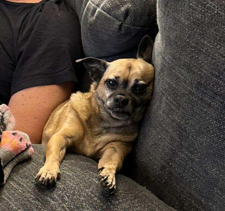 Taz π¨π¦, Adoptable, Senior Male Chihuahua & Pug.