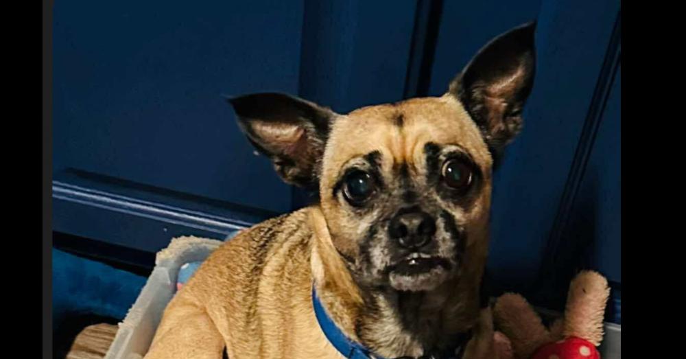 Taz 🇨🇦, Adoptable, Senior Male Chihuahua & Pug.