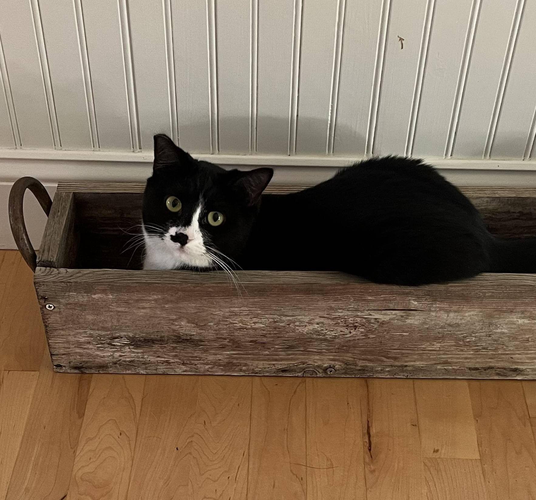 Toby, Adoptable, Adult Female Tuxedo.