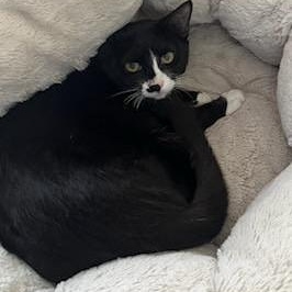 Toby, a Adoptable Tuxedo in Sacramento, CA image 2/5