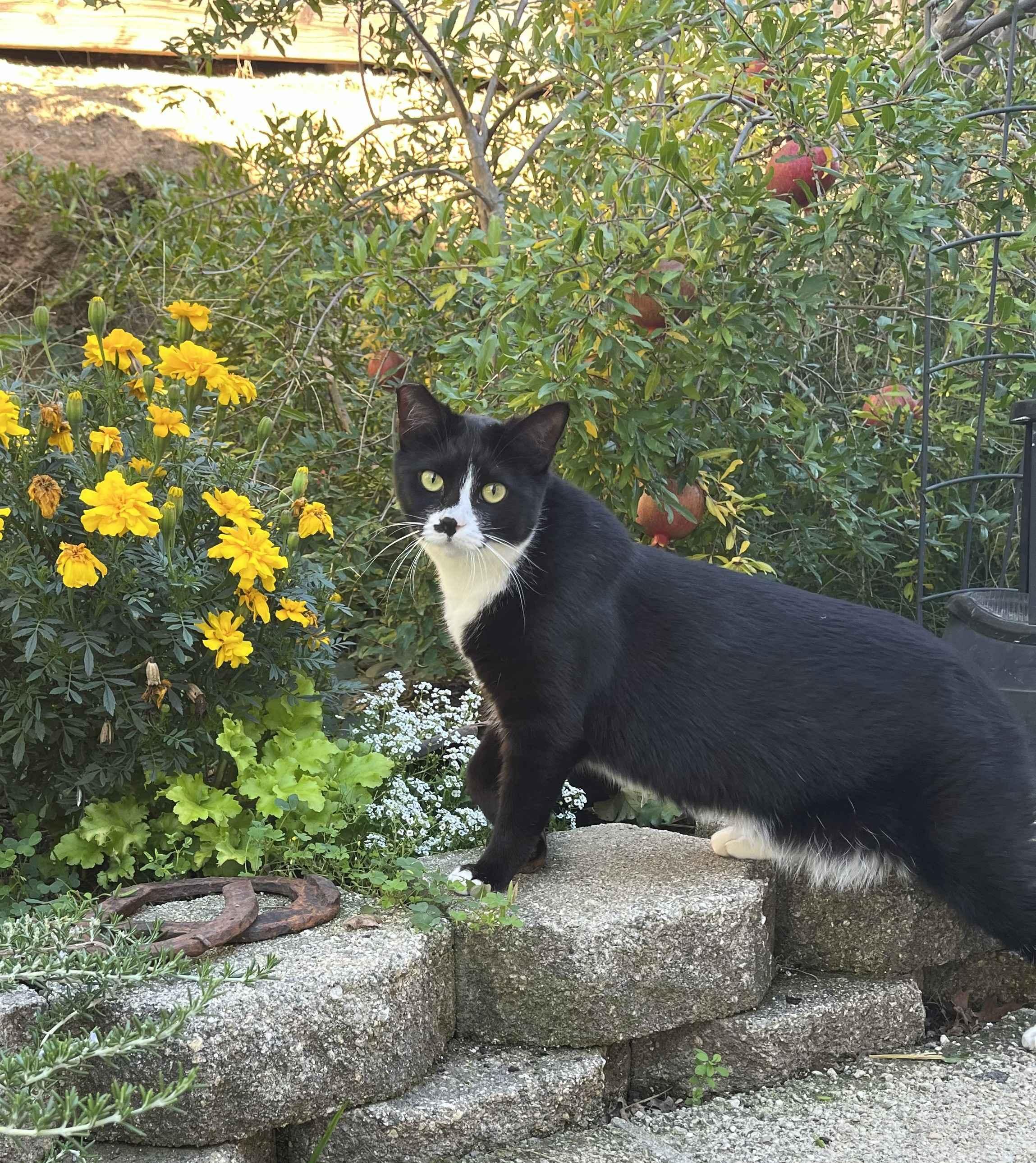 Toby, a Adoptable Tuxedo in Sacramento, CA image 3/5