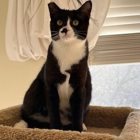 Toby, a Adoptable Tuxedo in Sacramento, CA image 4/5