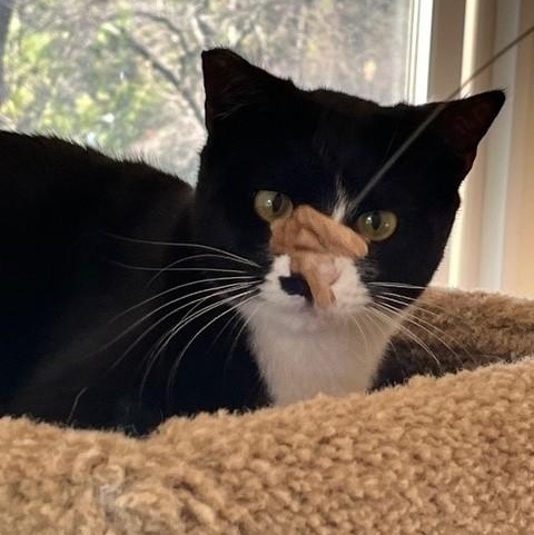 Toby, a Adoptable Tuxedo in Sacramento, CA image 5/5