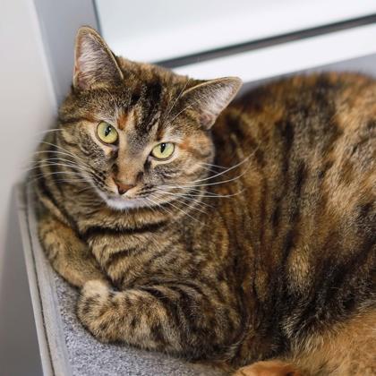 Lucy, Adoptable, Adult Female Domestic Short Hair.