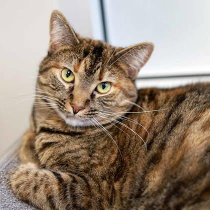 Lucy, Adoptable, Adult Female Domestic Short Hair.