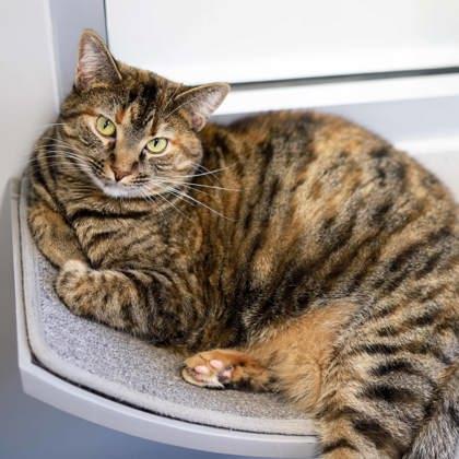 Enlarge Lucy, a Adoptable mixed breed in Atlanta, GA image 3/3