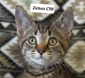 Zenos photo