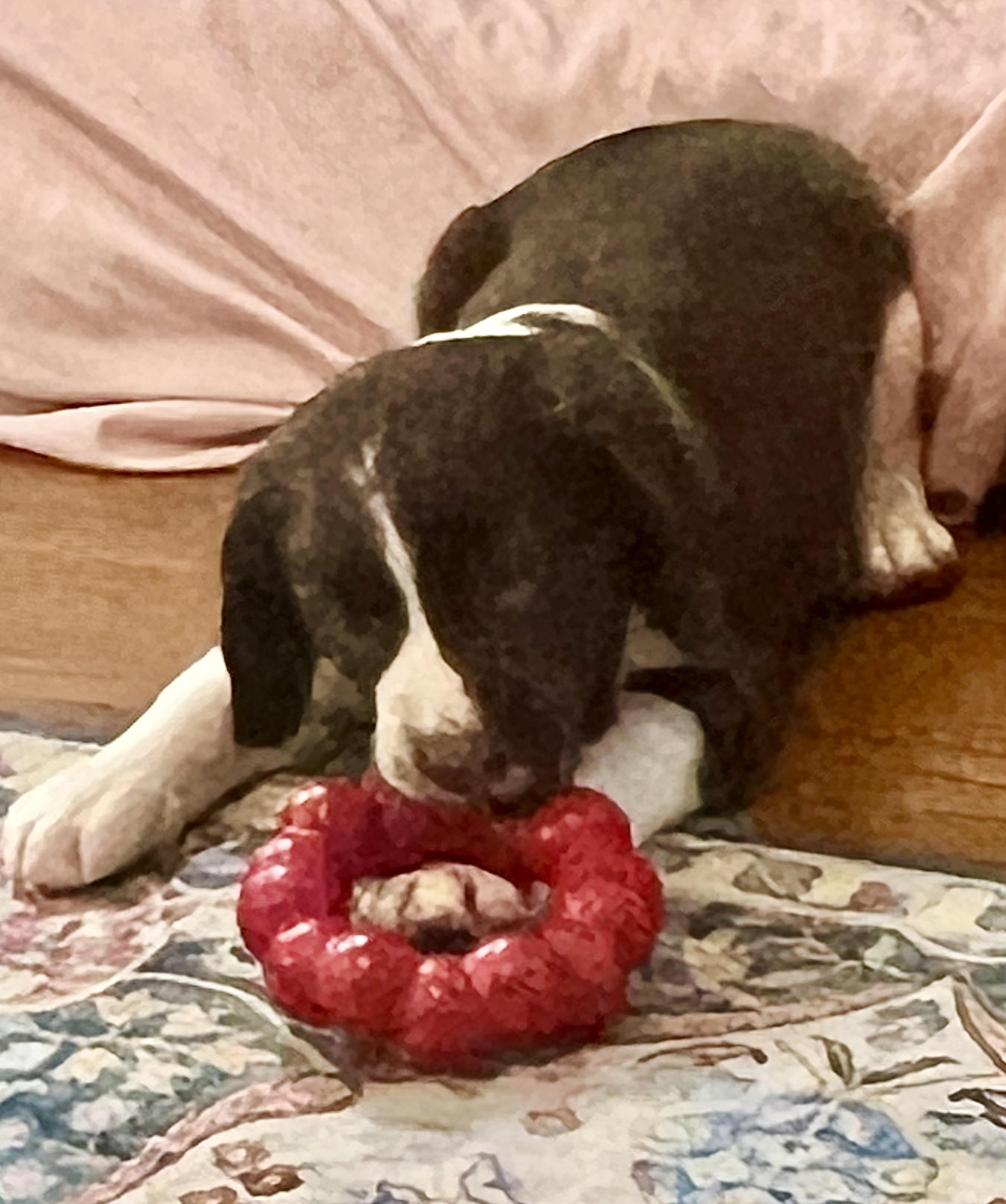 Jolene, adopted, Puppy Female English Springer Spaniel.