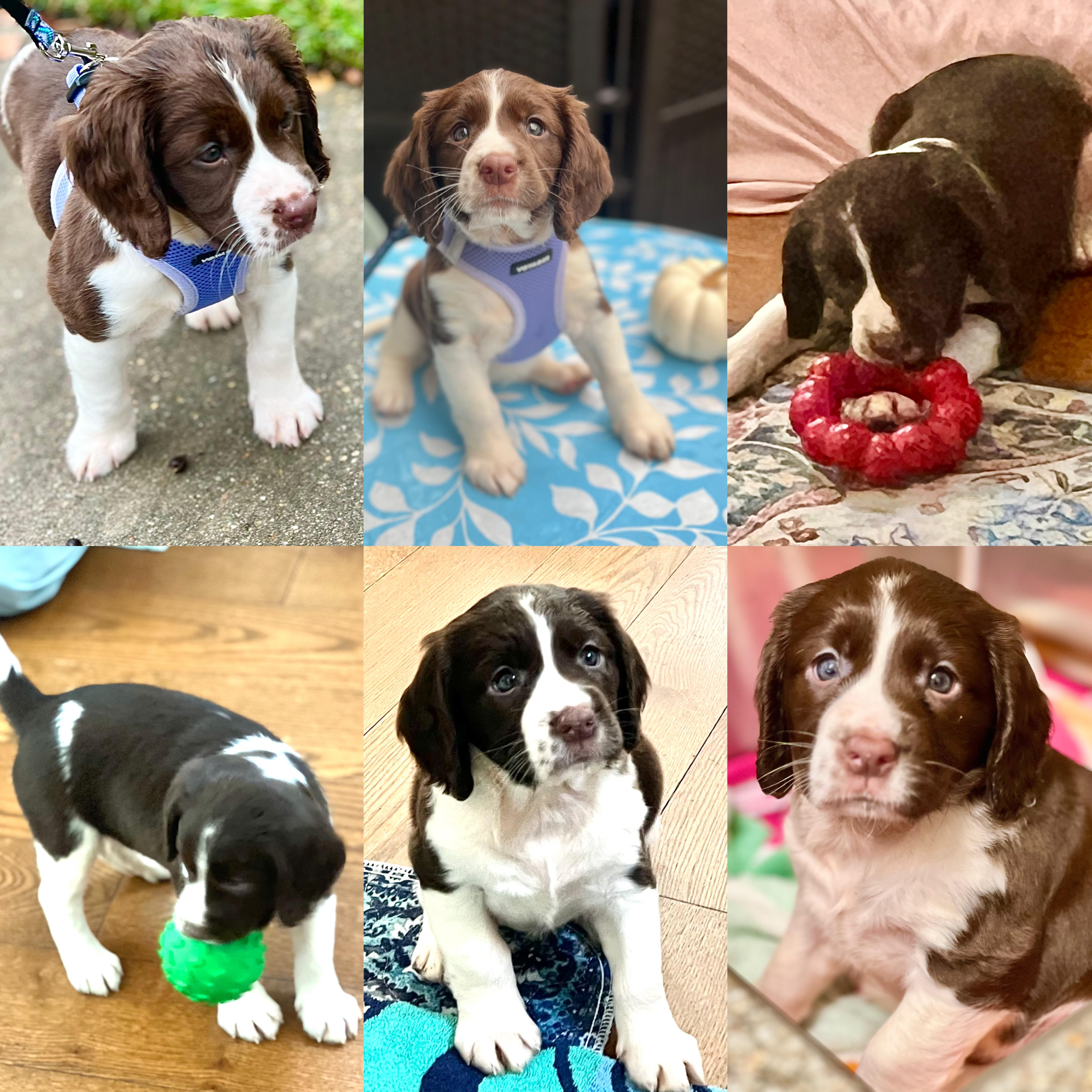 Jolene, an adopted English Springer Spaniel in Leland, NC image 2/5