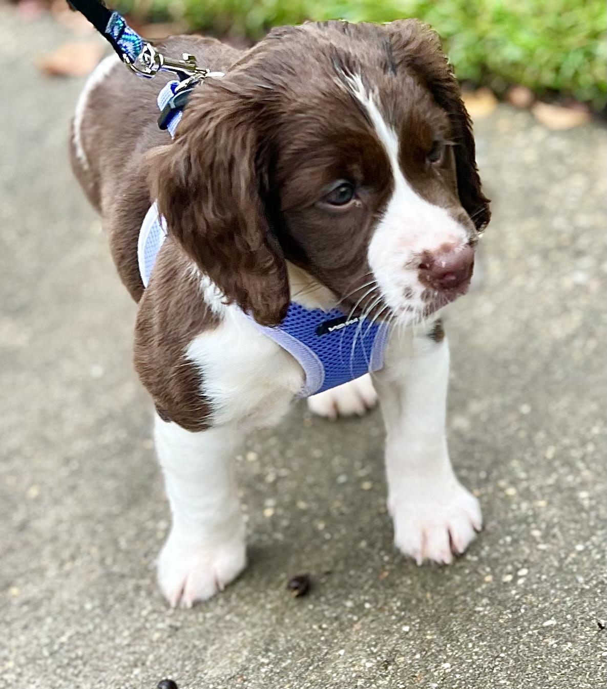 Jolene, an adopted English Springer Spaniel in Leland, NC image 3/5