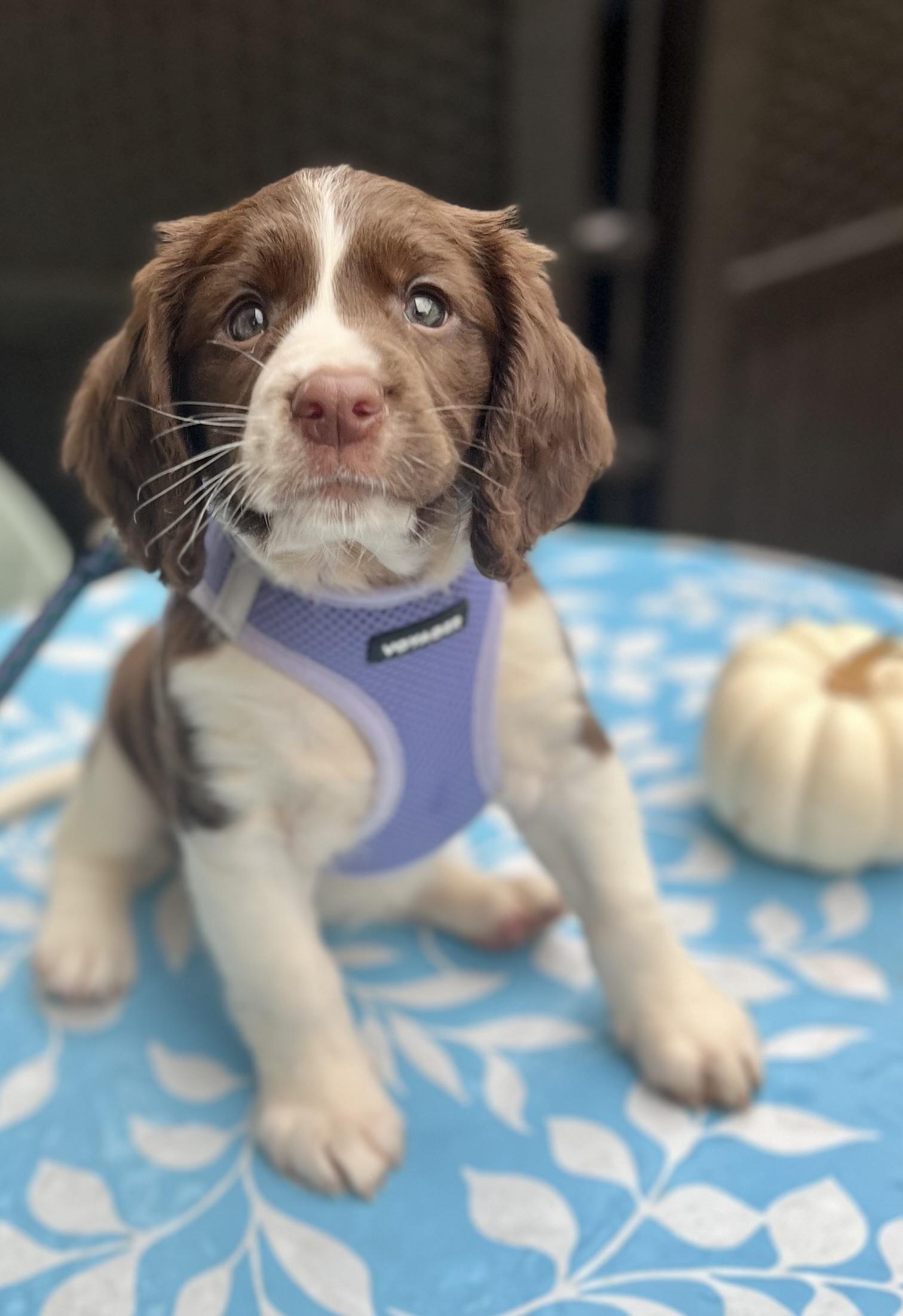 Jolene, an adopted English Springer Spaniel in Leland, NC image 5/5