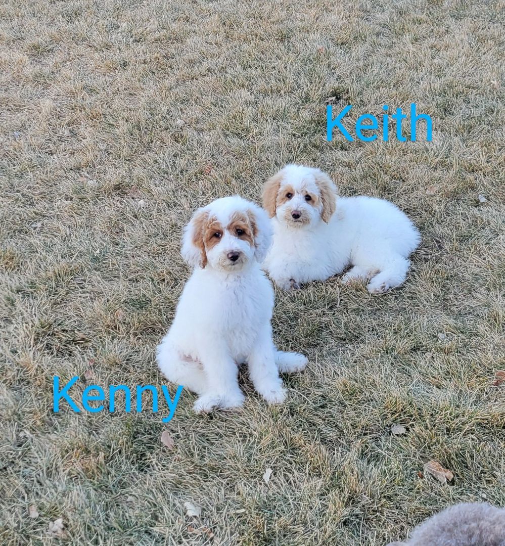 Keith, Adopted, Puppy Male Poodle.