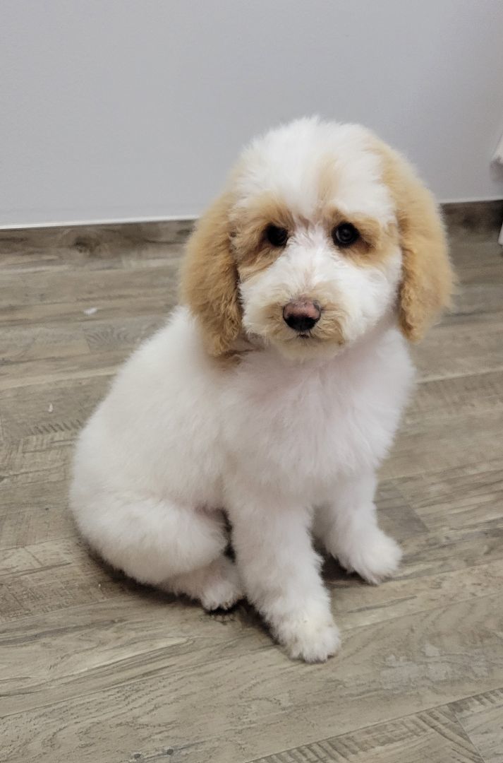 Enlarge Keith, a Adopted Poodle in Moab, UT image 2/5