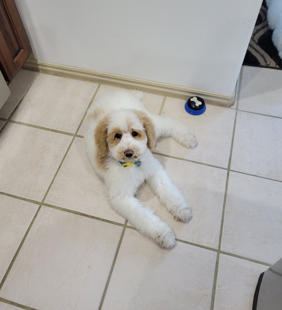 Enlarge Keith, a Adopted Poodle in Moab, UT image 3/5