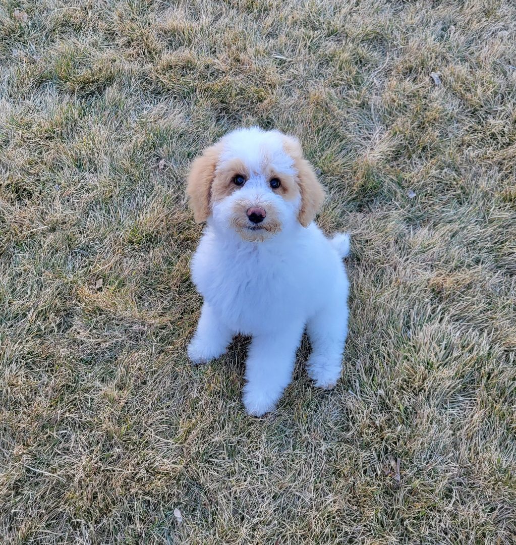 Enlarge Keith, a Adopted Poodle in Moab, UT image 4/5