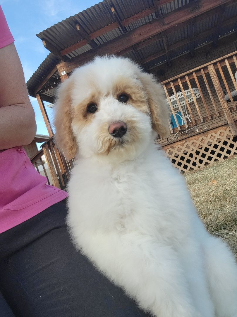 Enlarge Keith, a Adopted Poodle in Moab, UT image 5/5