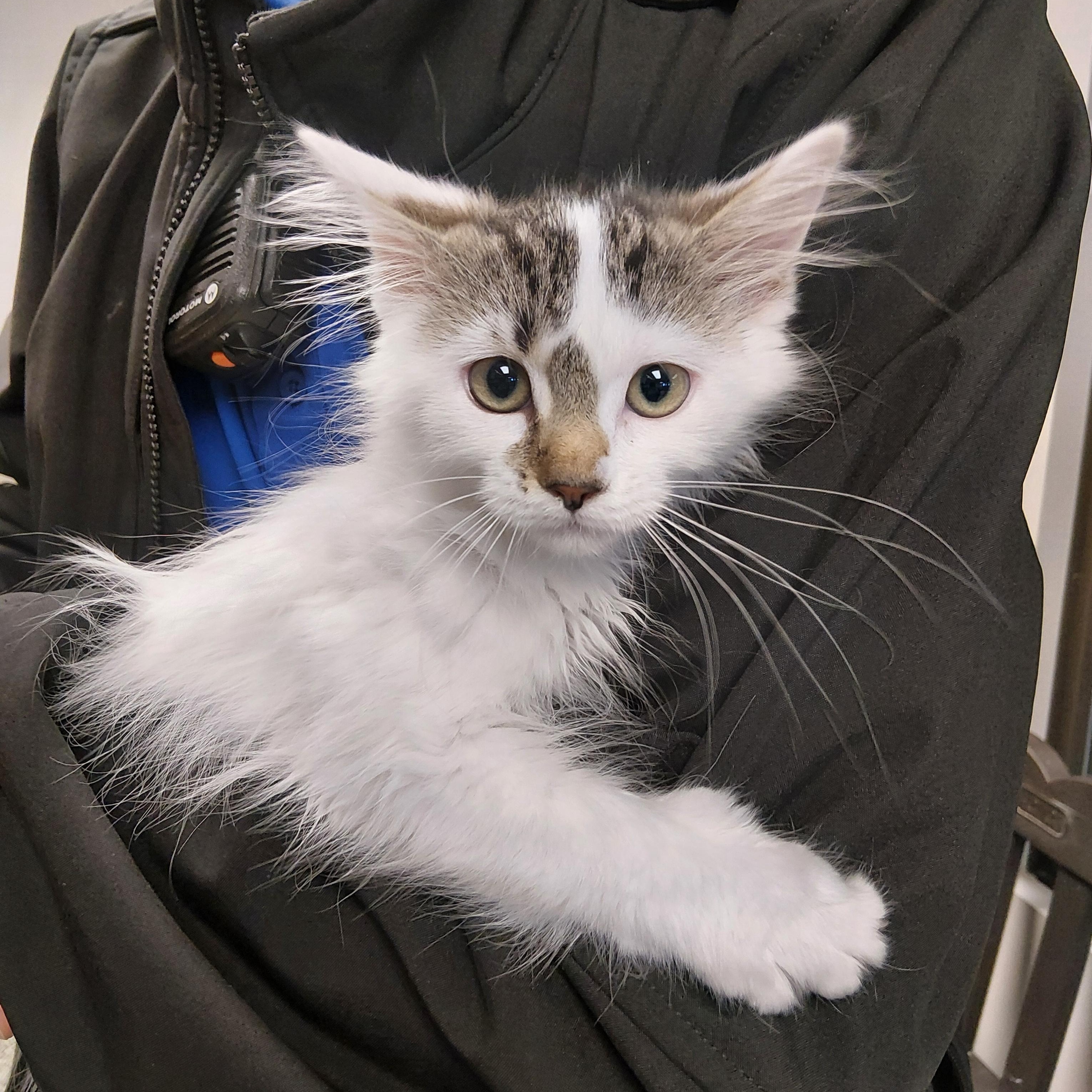 Enlarge Nesquik, an adopted Domestic Long Hair in Liberty, MO image 1/1