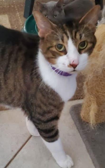 George, a Adoptable Domestic Short Hair in Port Orange, FL image 1/2