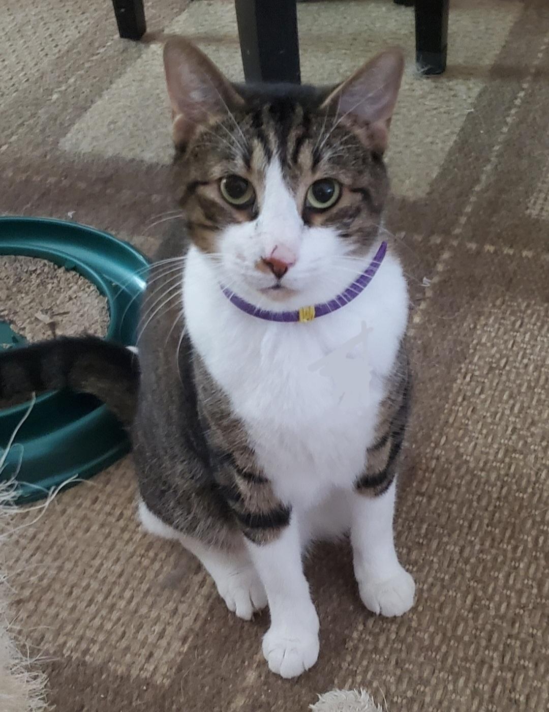 George, a Adoptable Domestic Short Hair in Port Orange, FL image 2/2