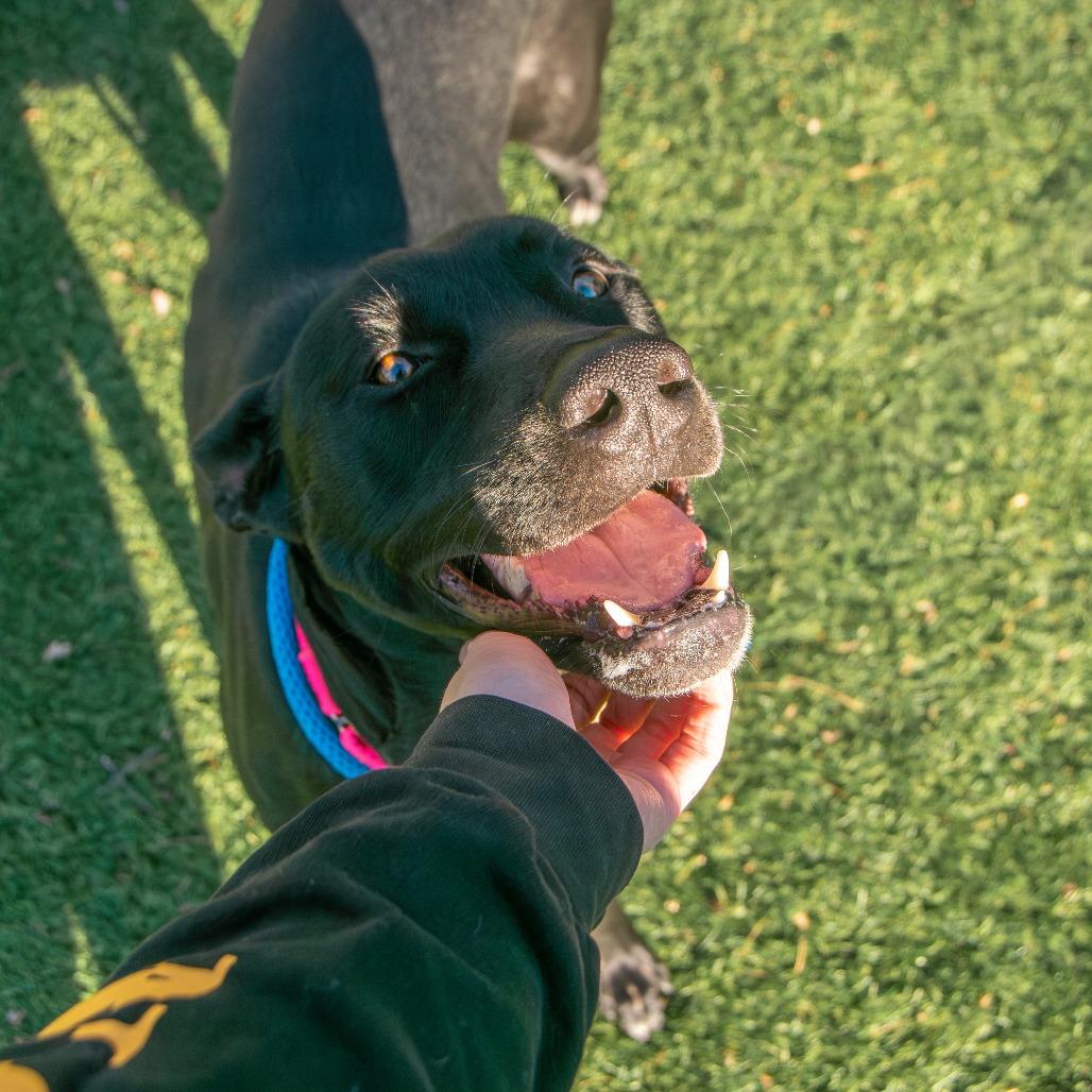 Jade, Adoptable, Adult Female Mixed Breed.