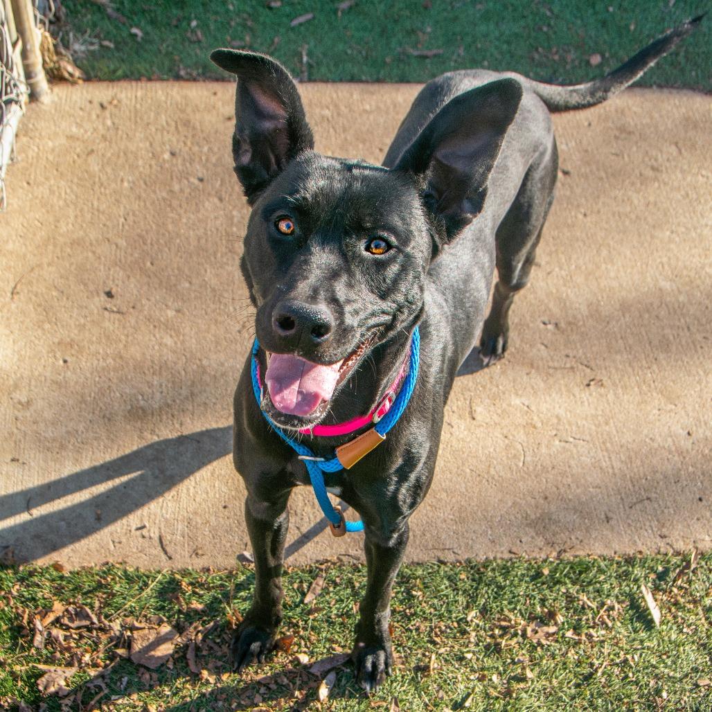 Enlarge Jade, a Adoptable Mixed Breed in Saint Charles, MO image 2/6